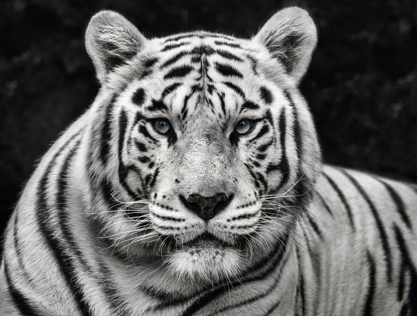 DAVID YARROW I NEW RELEASE I MOHAN