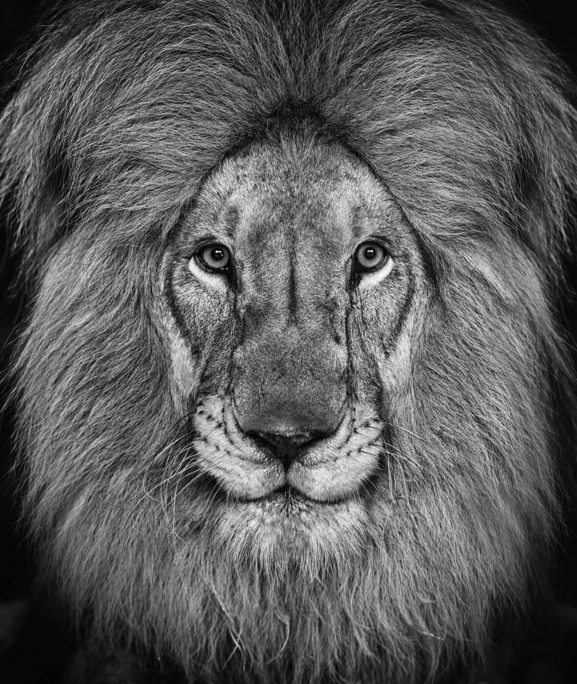 THE KING'S SPEECH I DAVID YARROW