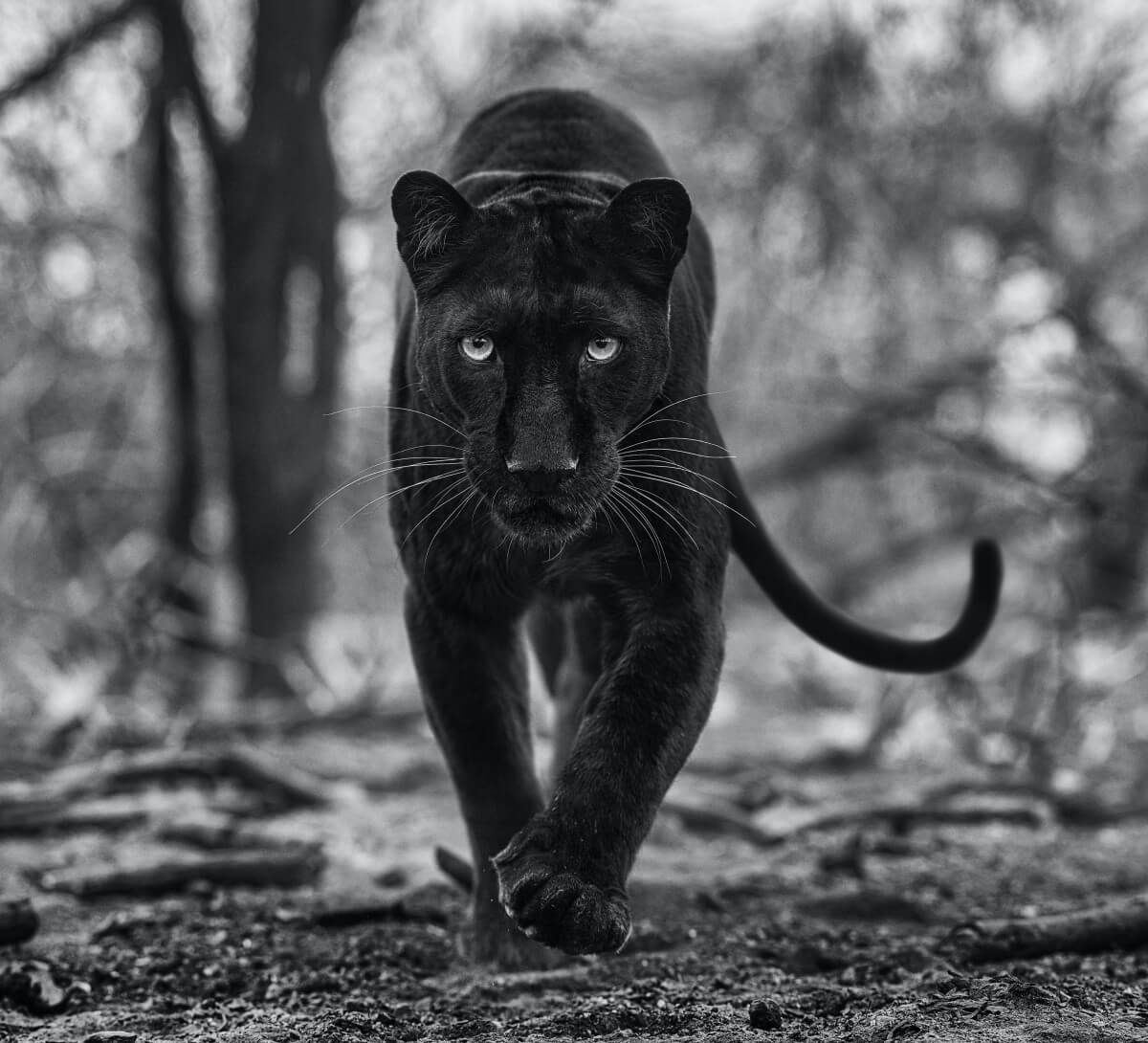 DAVID YARROW I ST. MORITZ I EXTENDED