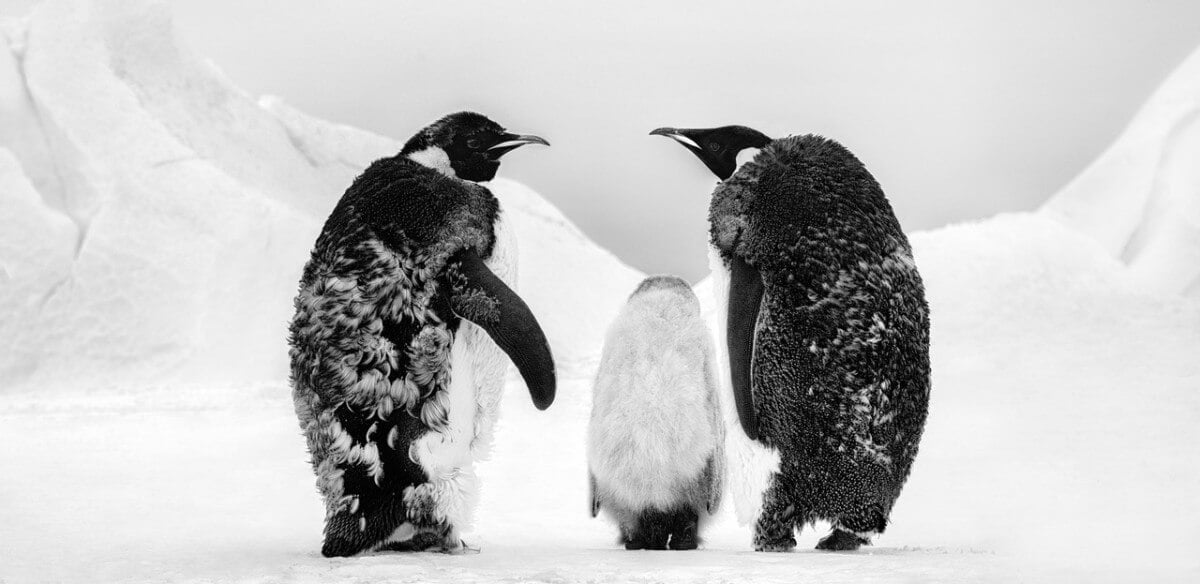 DAVID YARROW'S NEW RELEASE I WHO'S GONNA TELL HIM?