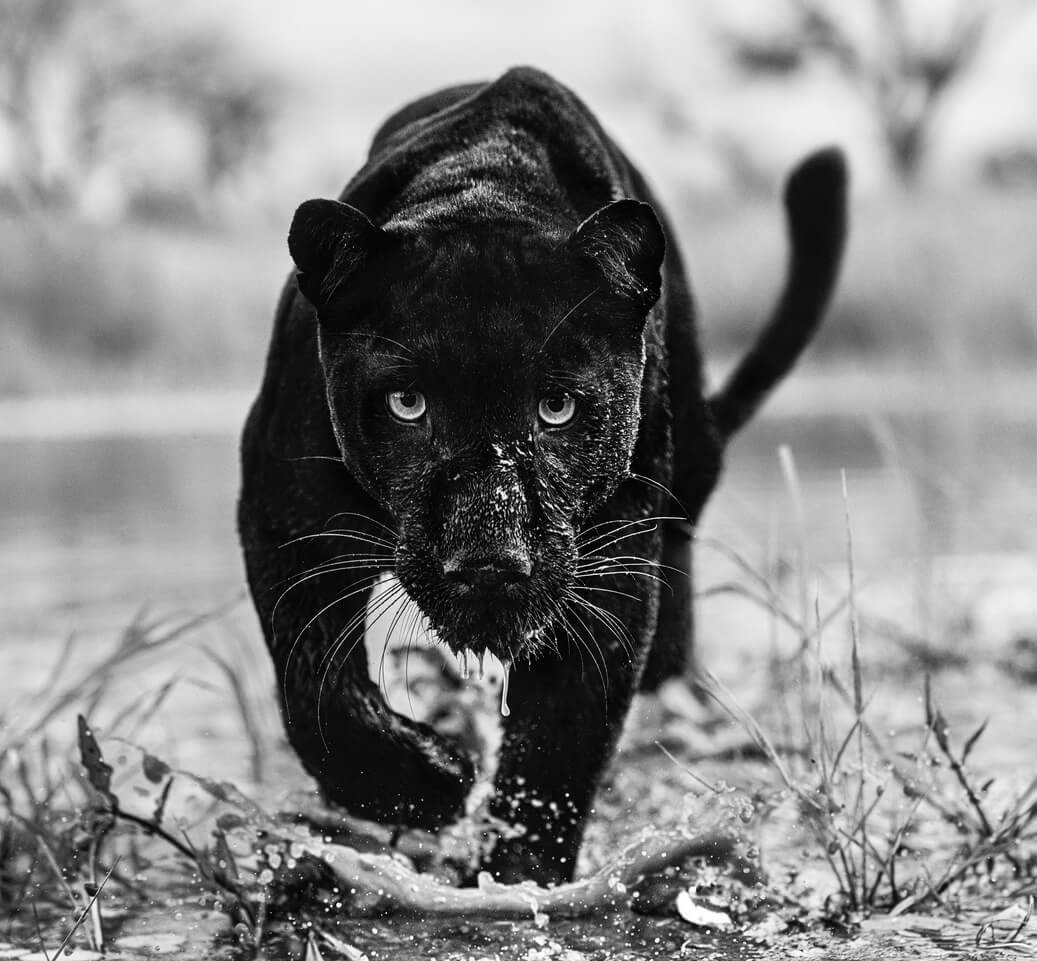 David Yarrow on Black and White Photography