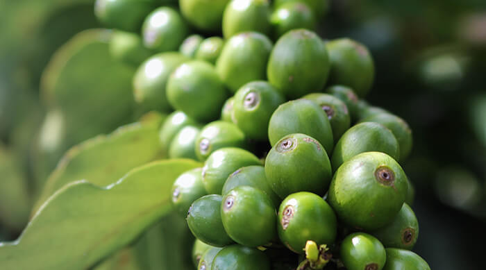 Green Coffee: What It Is, Taste, Health Benefits & Risks