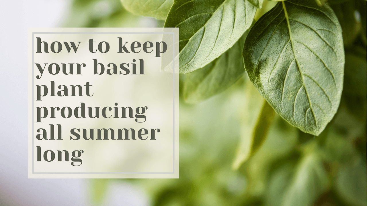 How to Keep Your Basil Plant Producing All Summer Long