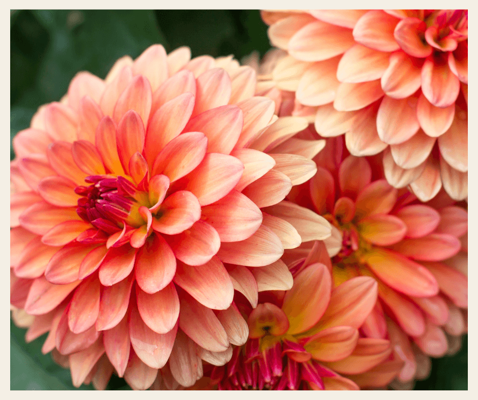 My Inspiration Behind Growing a Dahlia Farm