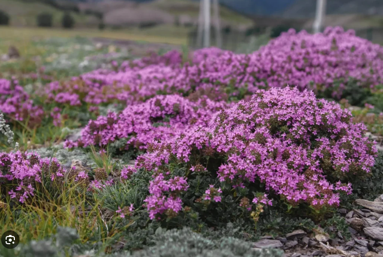 10 Ground Cover Plants to Keep the Weeds Away