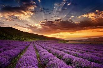 Grow Lavender: Cultivating Fragrance and Beauty