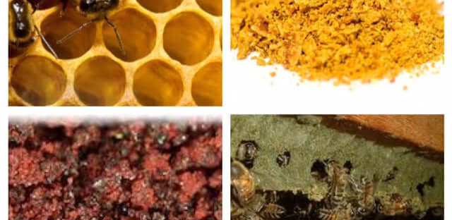 The Many Colors of Propolis: The Tiny World of Bees