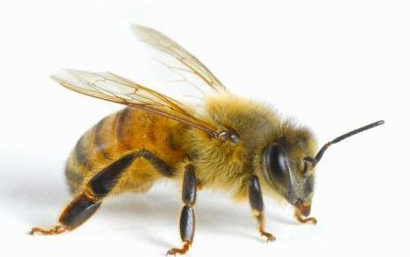 Bee venom, Life and Death in a Sting