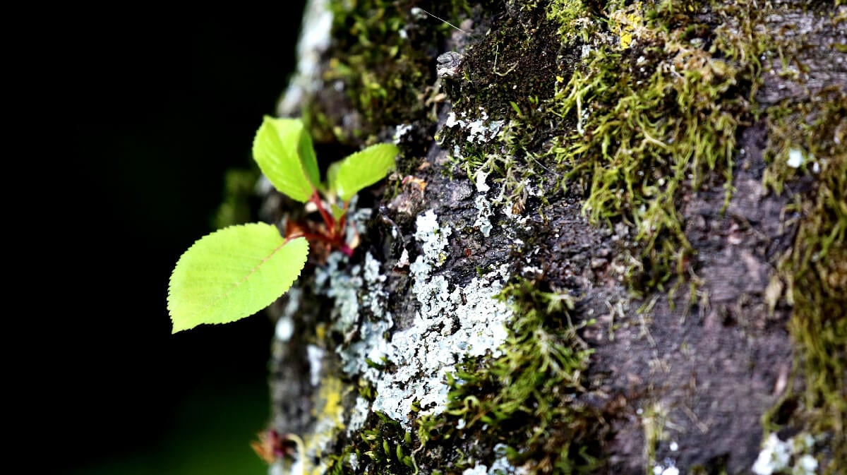 Die positive Wirkung von Peptiden auf Erkrankungen wie Schuppenflechte oder Neurodermitis