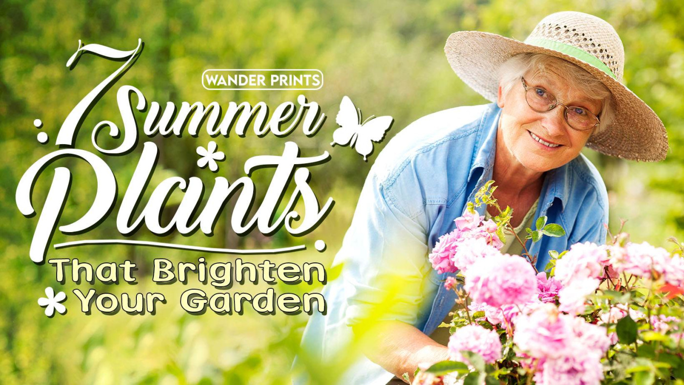 7 Summer Plants That Brighten Your Garden