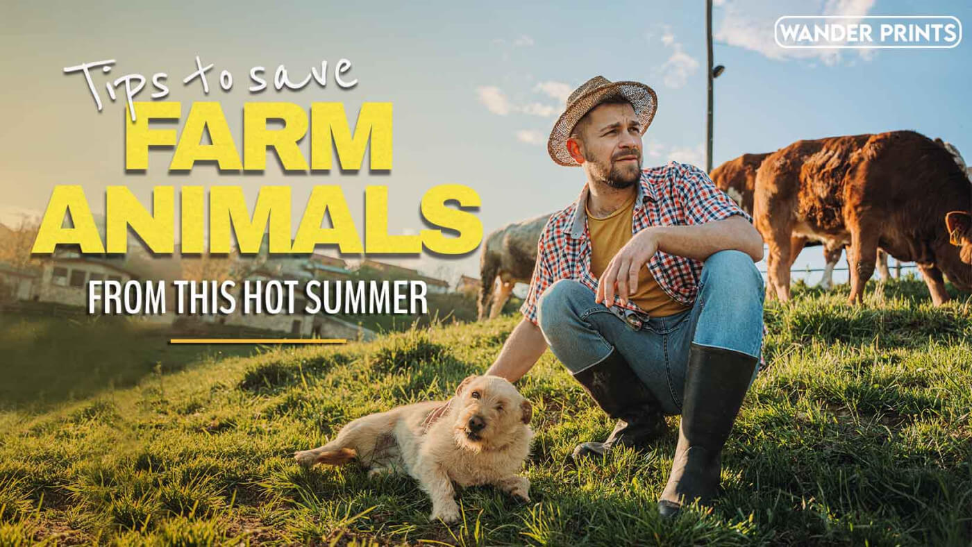 How to Save your Farm Animals from this Hot Summer