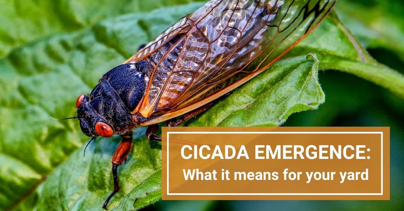 Cicada Emergence The Impact on Your Garden & Plants