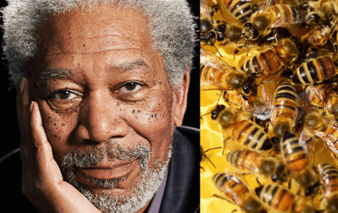 Morgan Freeman (AKA God & Principal Joe Clark) Turns His 124 Acre Mississippi Ranch Into A Honeybee Sanctuary