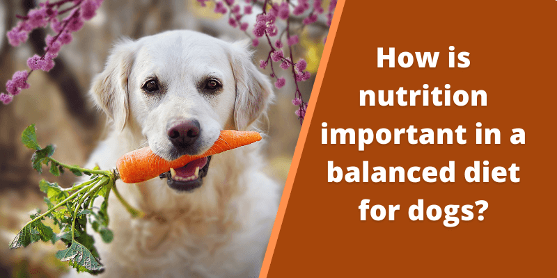 https://dropinblog.net/34243241/files/featured/How-is-nutrition-important-in-a-balanced-diet-for-dogs-banner.png