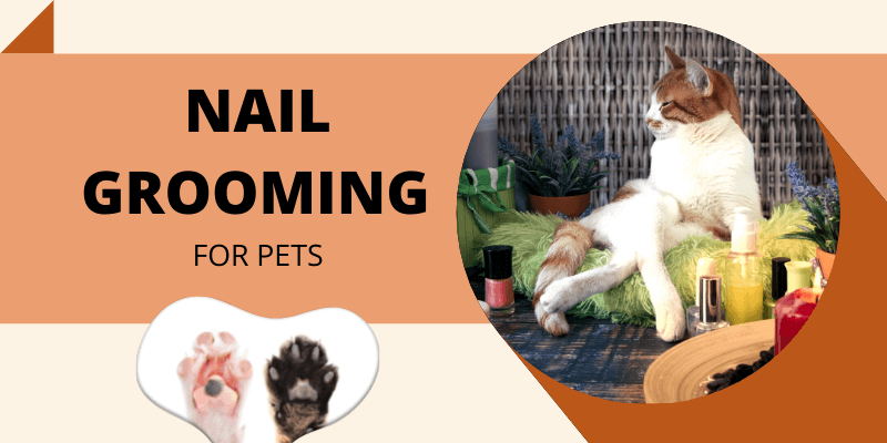 Nail Grooming for Dogs and Cats