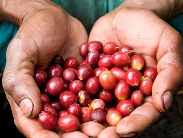 MEET OUR MEXICAN FARMERS GROWING LOW ACID, HEALTHY COFFEE