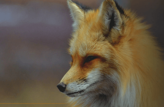 Fun Facts About Foxes