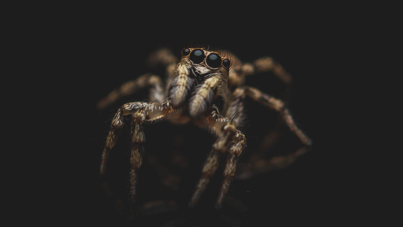 8 Fun Facts about Spiders