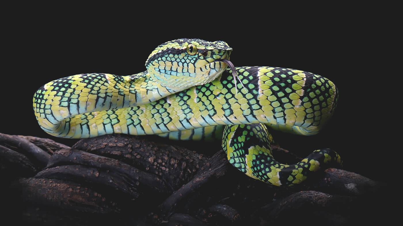 This Island in Brazil is Full of Snakes