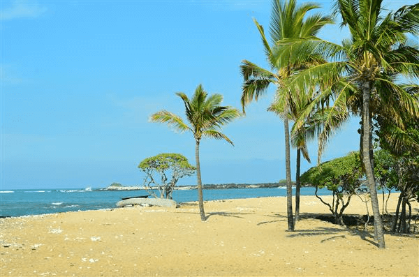 Sunny Kona beach with palm trees and blue ocean.