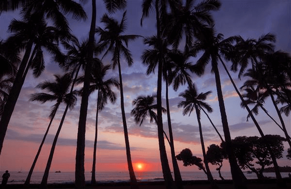 Palm tree silhouettes at sunset on a Kona beach.         