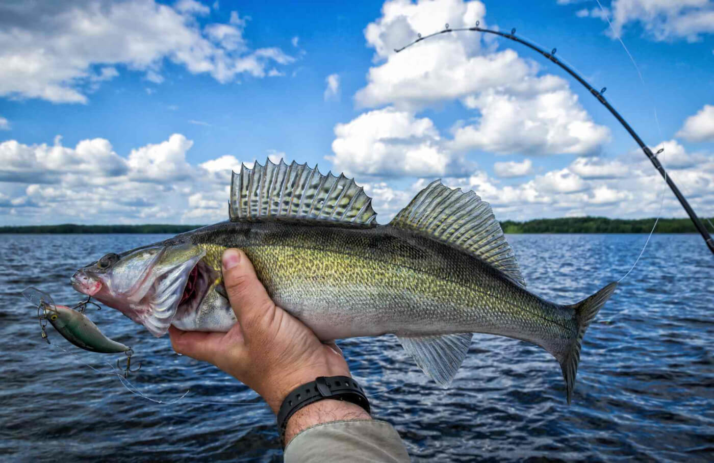 Best Setup and Speed For Walleye Trolling Fishing