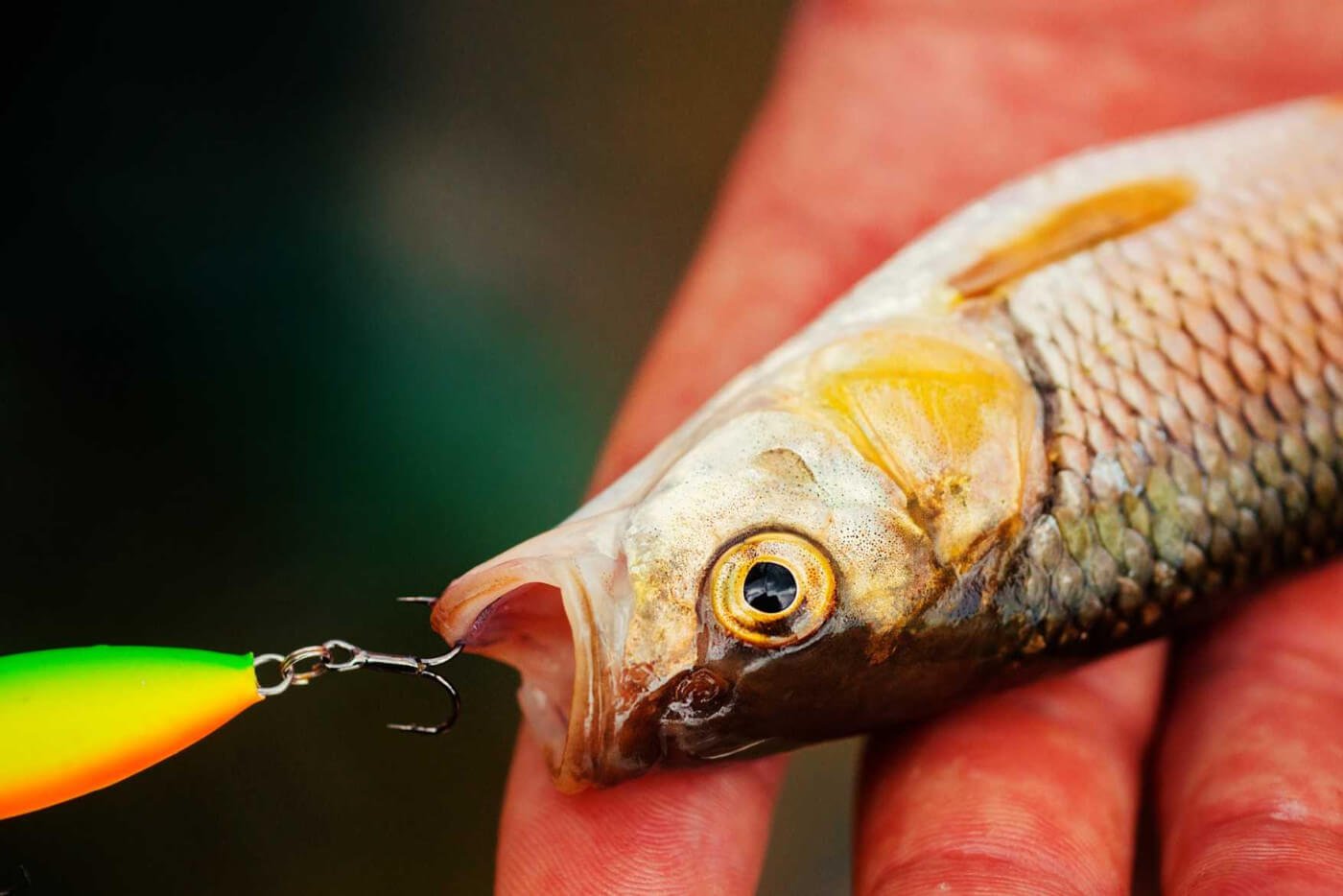 How To Hook Live Bait - Learn The Best Ways To Hook Live Baits