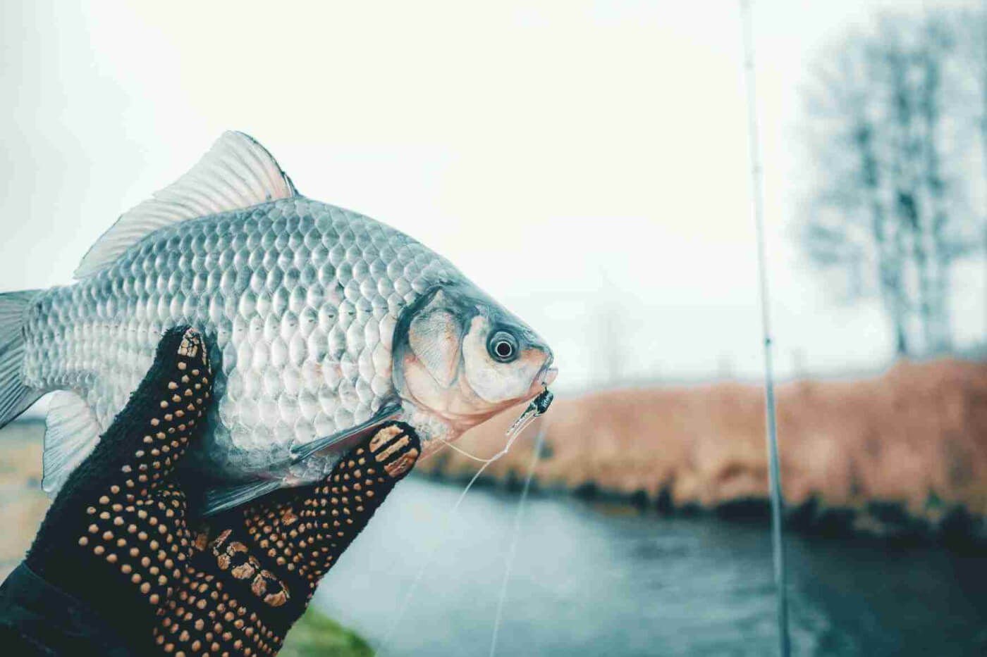 How To Catch Porgy Fish - Basic 101 For Porgy Fishing