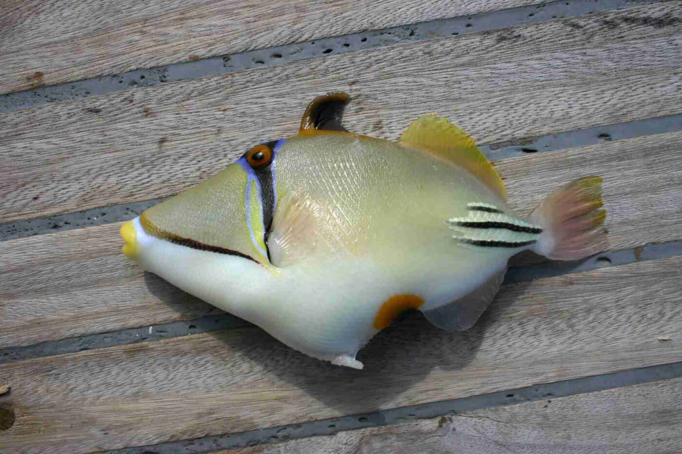 How To Catch Triggerfish? The Best Rig and Baits For Trigger Fish