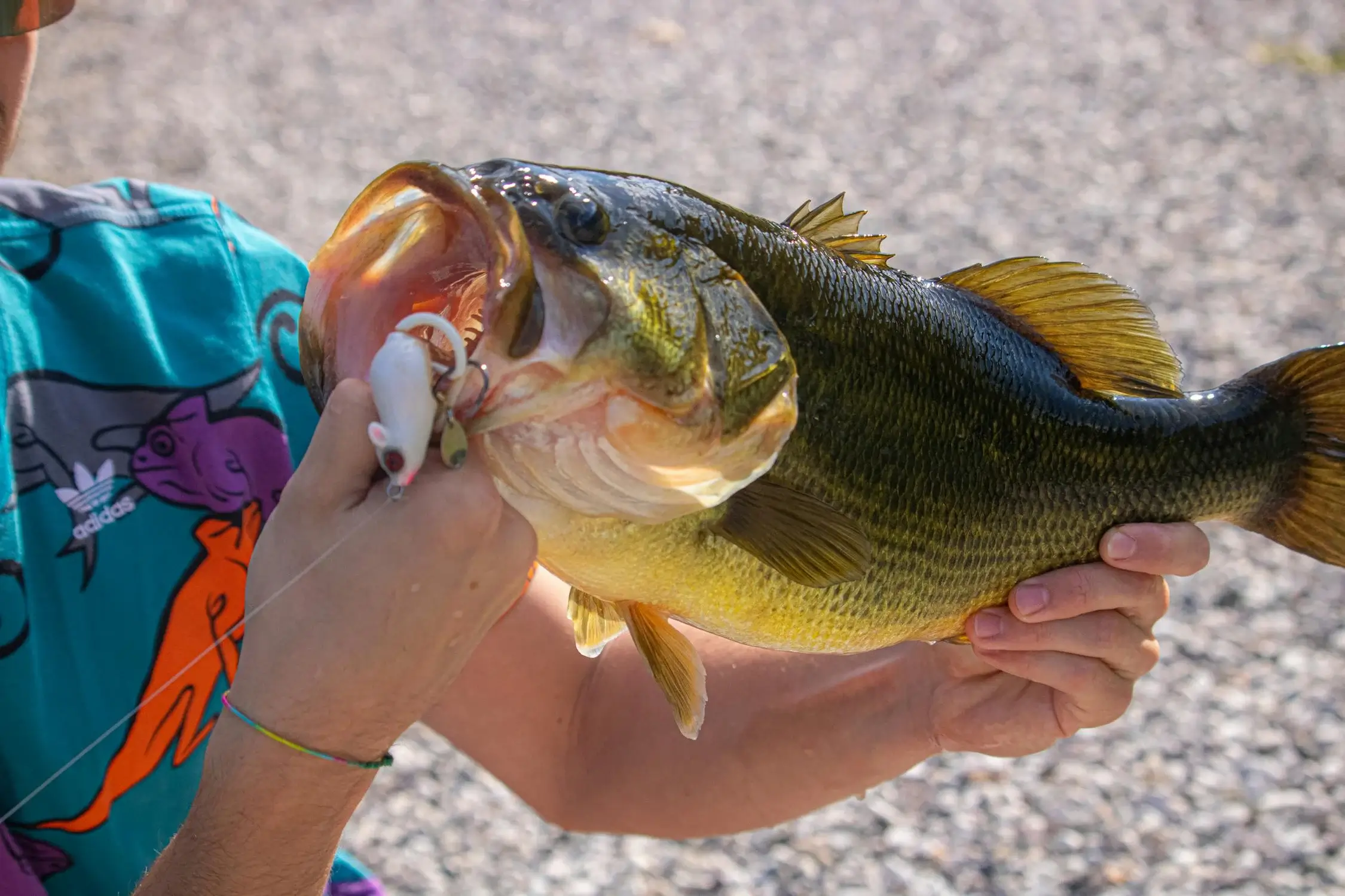 How To Fish For Bass With Plastic Worms - Bass Fishing Tips For Summer