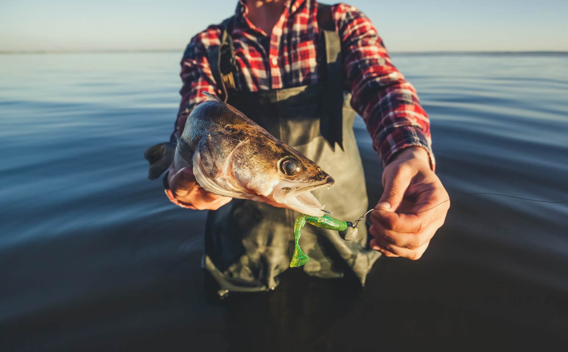 Fisherman holding a freshly caught fish with a green lure, standing in shallow water.