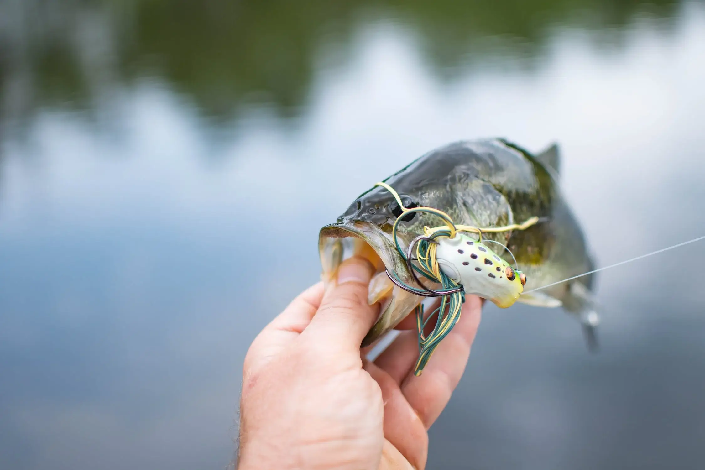 Discover the Best Fishing Lures for Your Next Adventure - Free