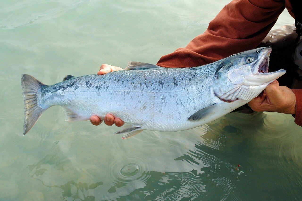 The Best Salmon Fishing Tips and Techniques for Beginners