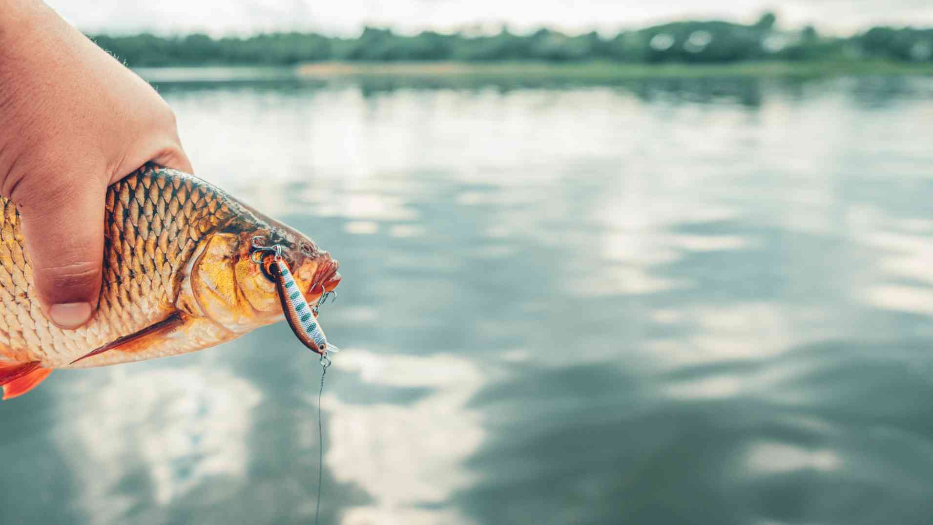 Angler holding a fish with a fishing hook and lure in its mouth