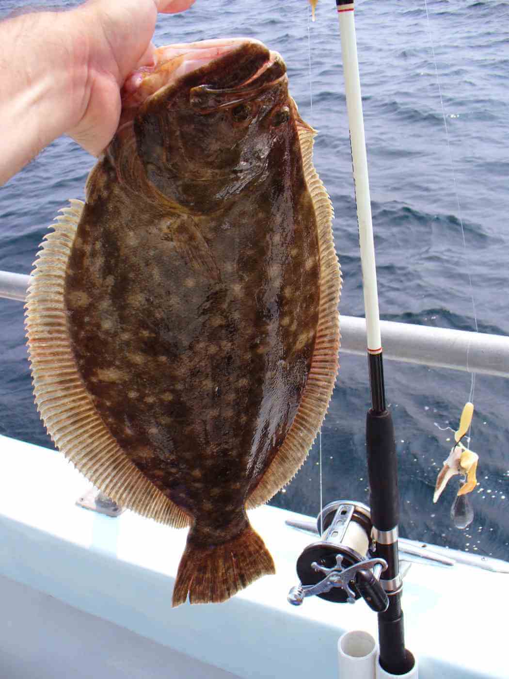 Angler holding a freshly caught flounder next to a fishing rod on a boat, showing the flatfish’s dark mottled body.