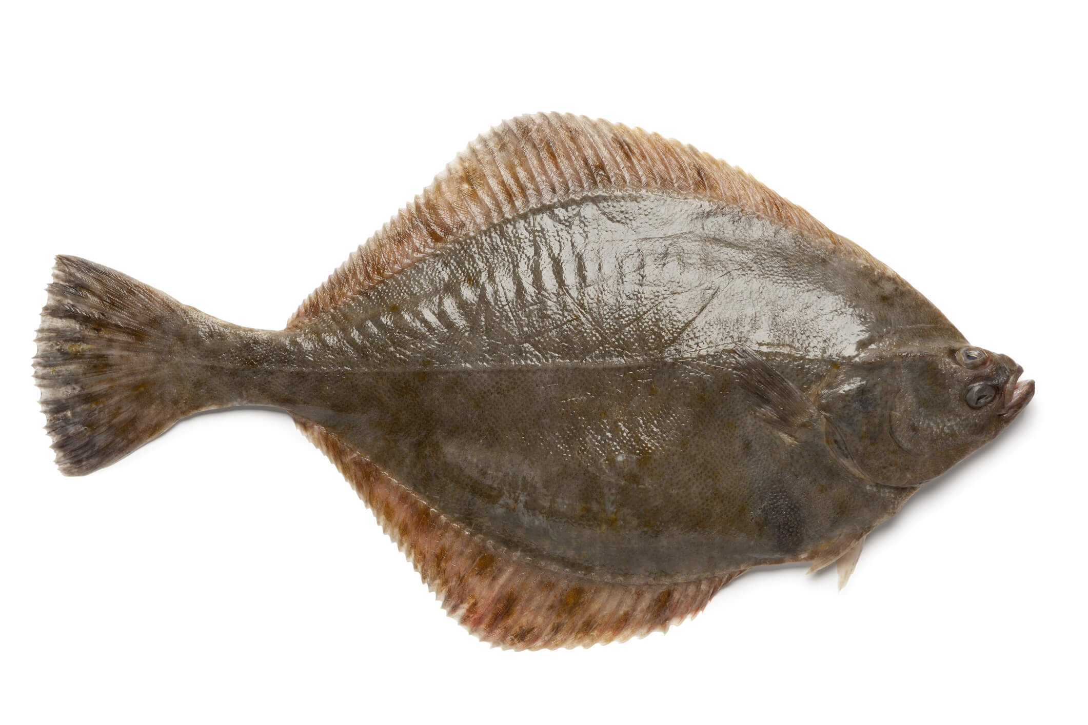 Close-up of a flounder on a white background, highlighting its flat body and both eyes positioned on one side of its head.