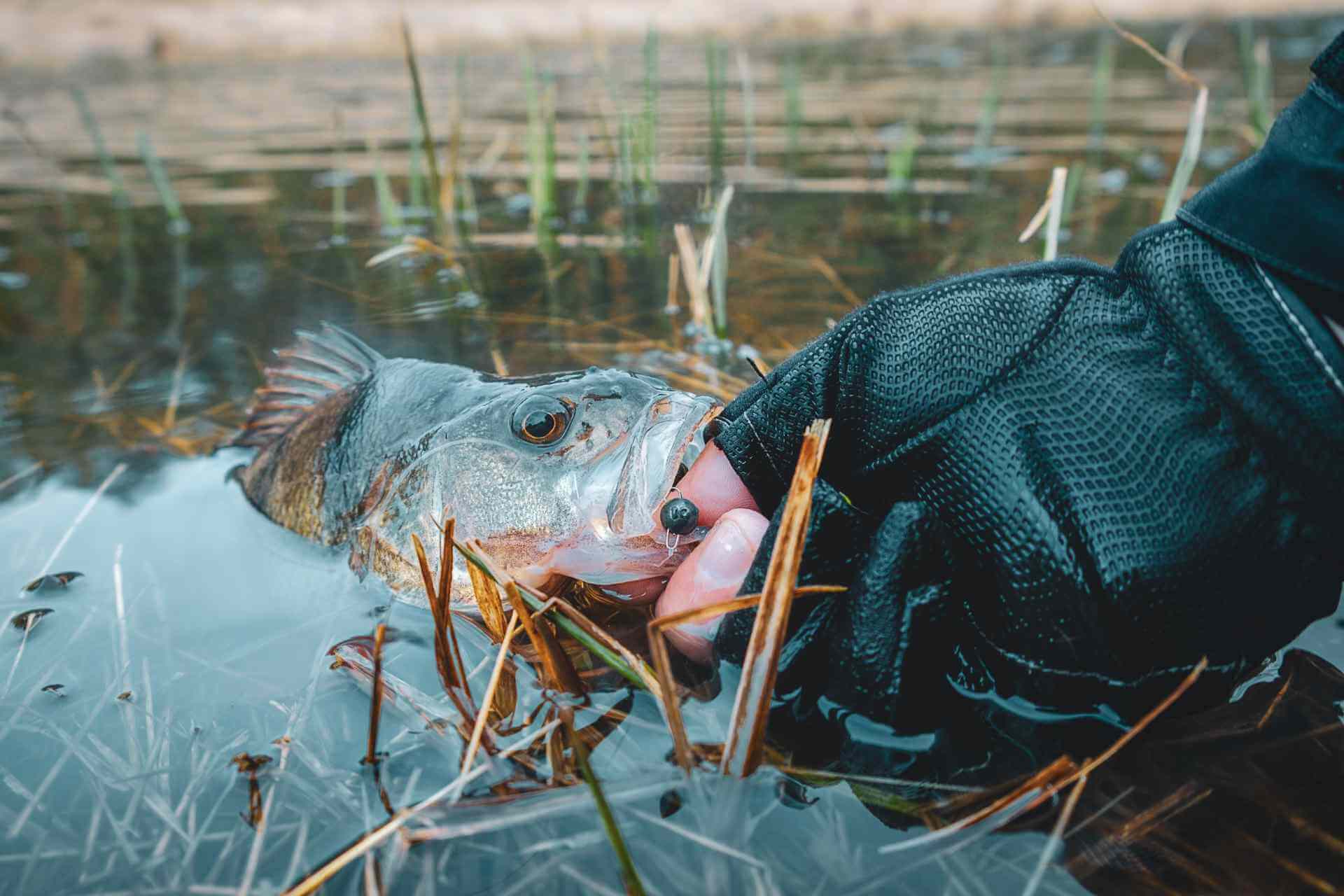 Close-up of an angler's gloved hand holding a fish in shallow water, preparing to release it.
