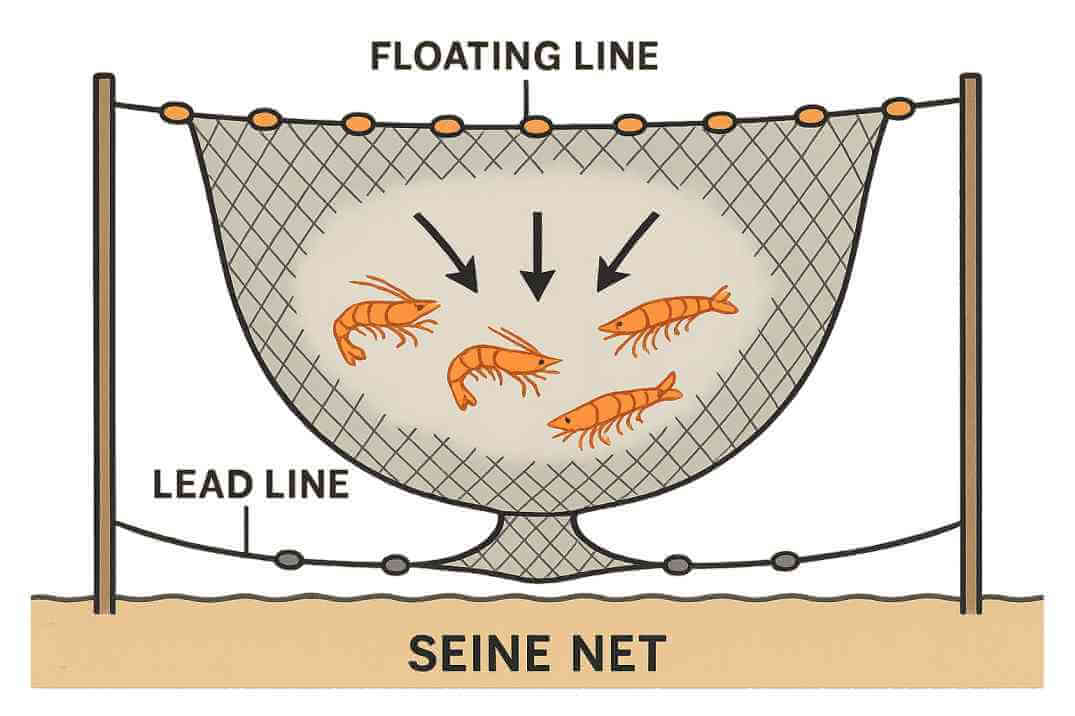 Shrimp pot on sandy bottom baited with chicken necks, fish heads, and cat food, showing how to catch shrimp from shore with traps.