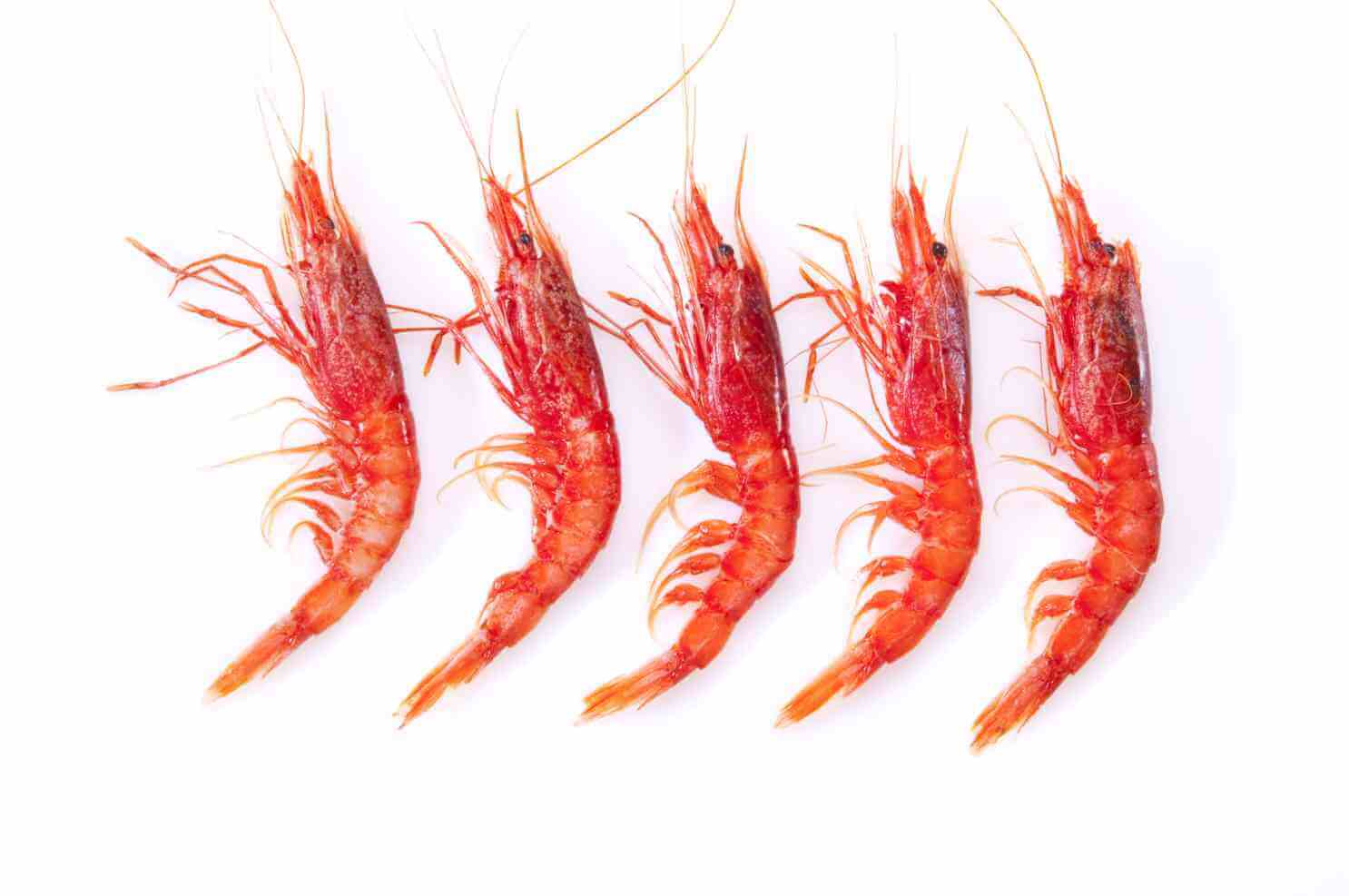 Fresh shrimp displayed after being caught, showing the results of using tips and techniques on how to catch shrimp from shore.