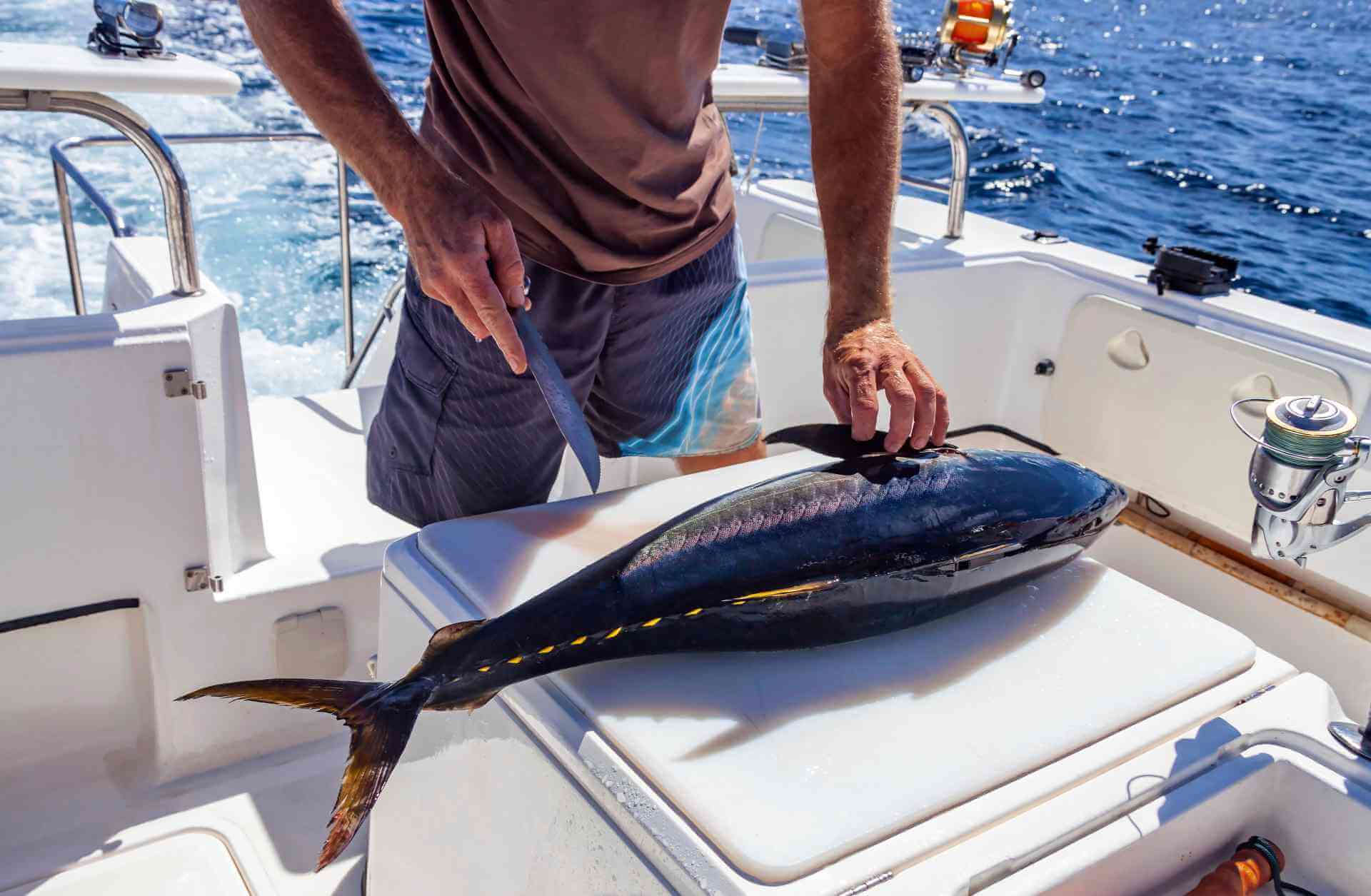 A fisherman on a boat handling a large tuna on a cutting board, preparing the fish for bleeding and cleaning immediately after catching.