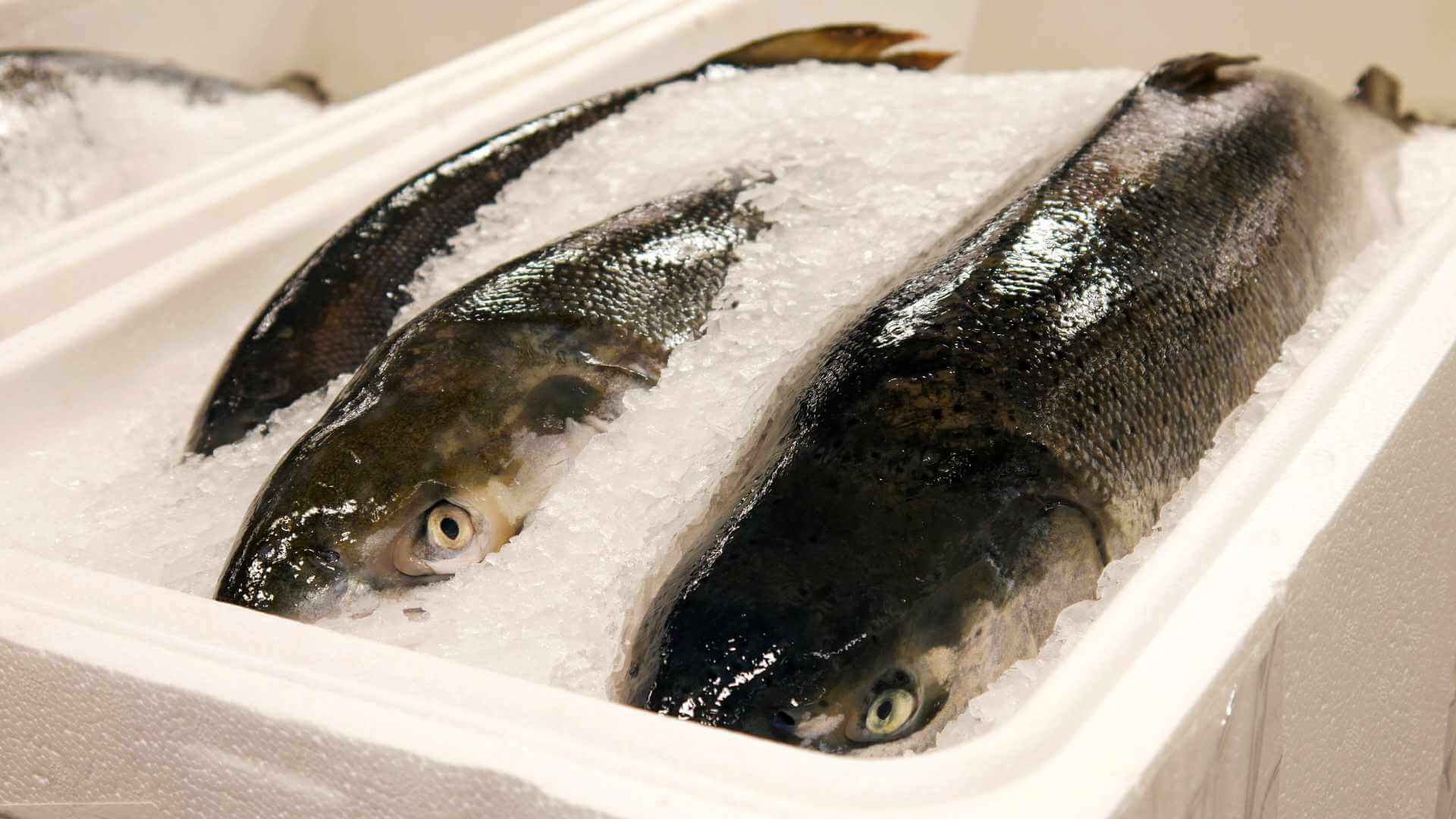 Two fish placed in a styrofoam cooler filled with ice, showing a common method to keep fish fresh using crushed ice.