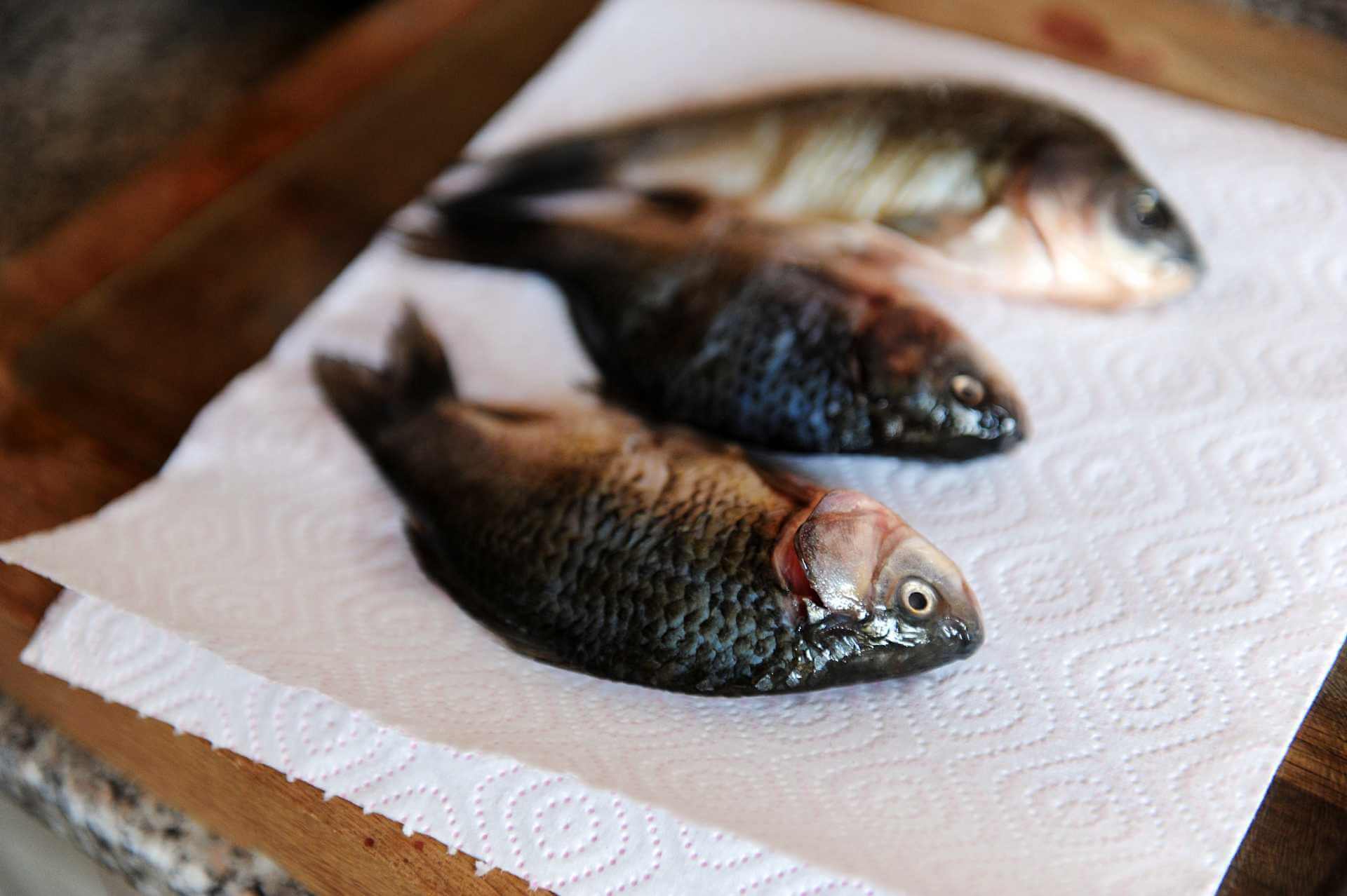 Three fresh fish laid on paper towels, illustrating the process of drying and preparing fish for storage without freezing.
