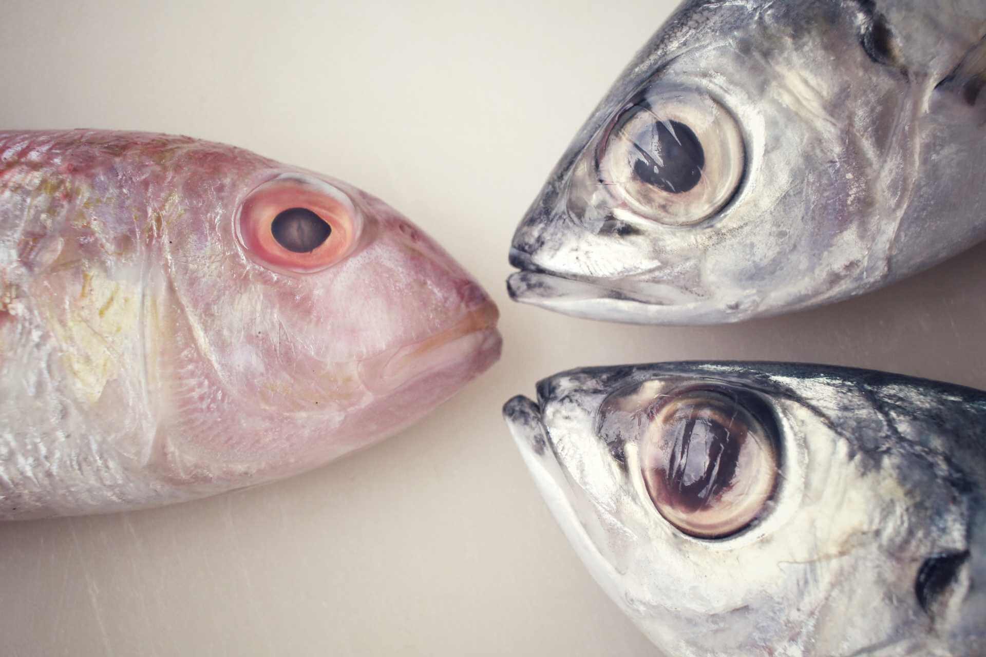 Three fresh fish heads arranged in a circular pattern, showcasing the freshness and clarity of the fish eyes.