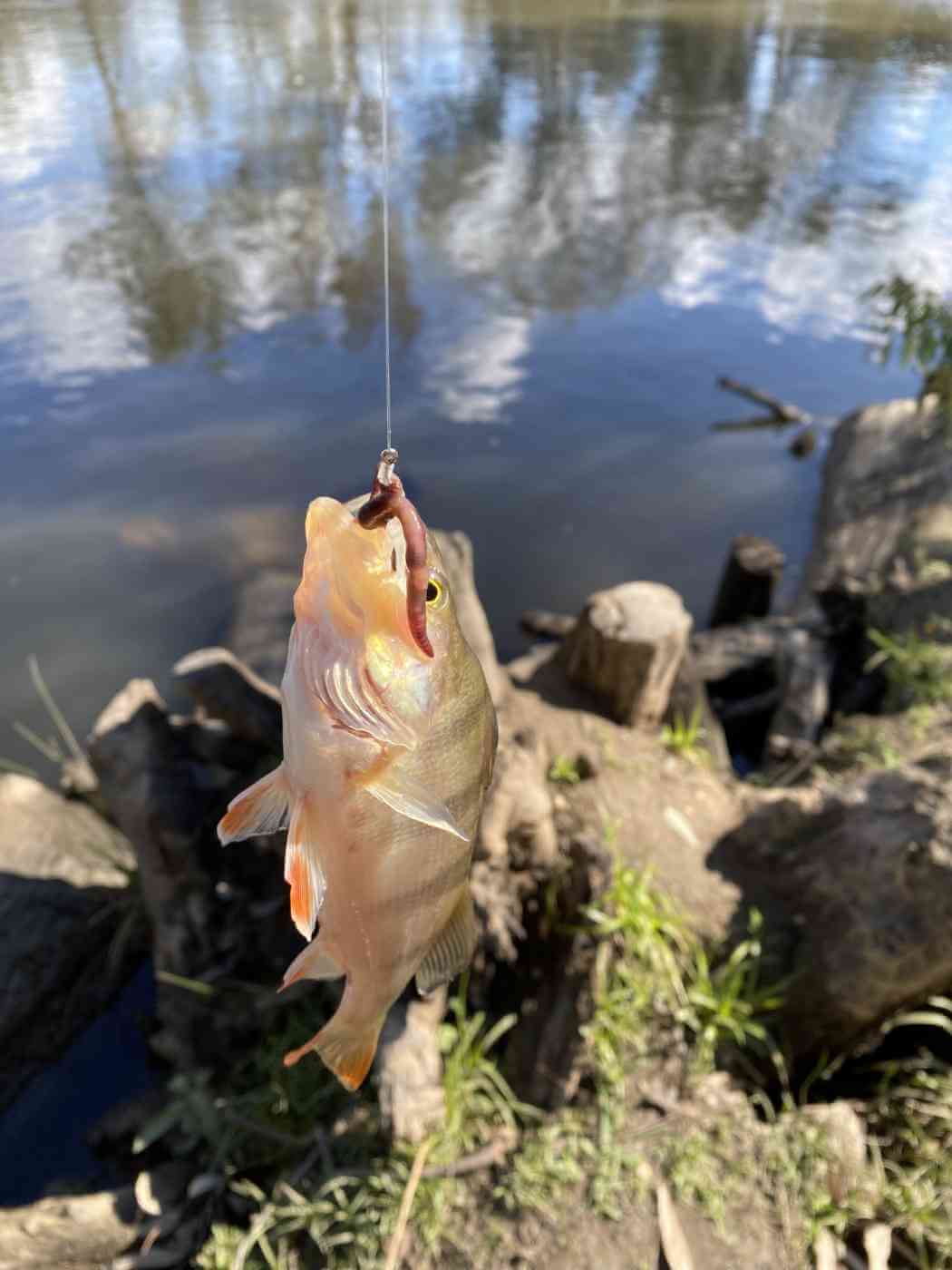 Fish caught by the hook