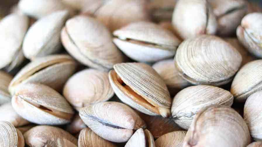 Fresh clams used as natural bait for striped bass fishing.