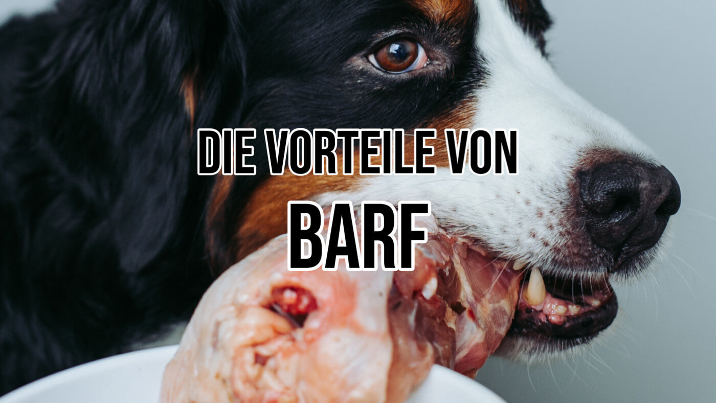 BARF-Ernährung: Gesundheitsvorteile für deinen Hund