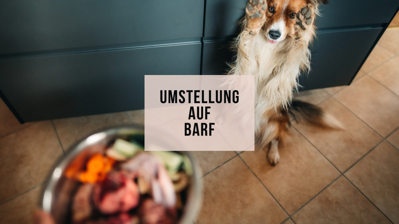 BARF-Umstellung: Leitfaden zur artgerechten Hundeernährung