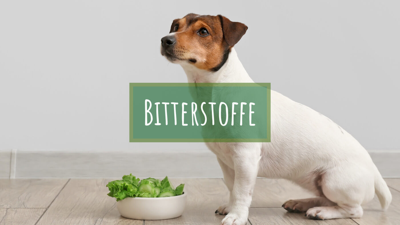 Bitterstoffe in der Hundeernährung: Barfen mit Vorteilen