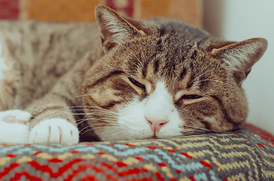 Wenn Katzen älter werden - alte Katzen brauchen Zuneigung