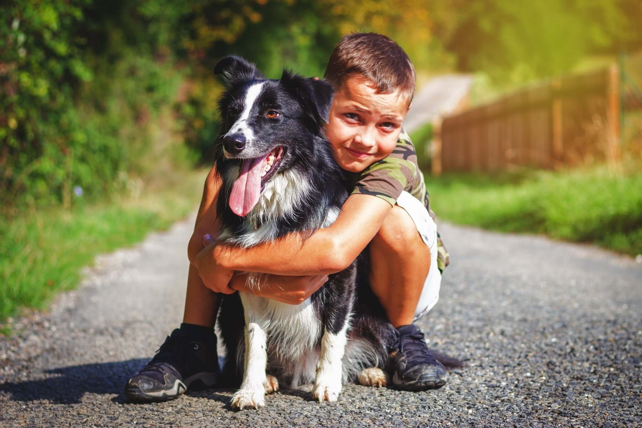 Border Collie - ein wahrer Freund